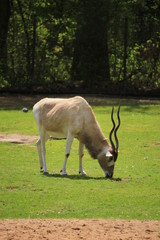 Antilope