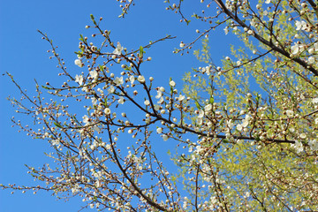 spring flowers