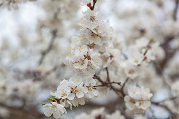 flowering apricots and cherries are in a garden, flowers on tree