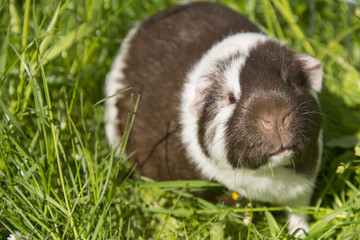 Guinea pig eating grass outside in the garden. Guinea pig (Cavia porcellus) is a popular household pet.