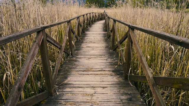 Wooden path and cane thicket