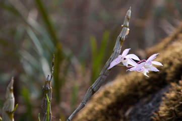 Thailand orchid, Dendrobium hercoglossum