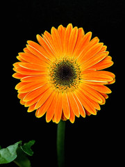 Gerbera flower isolated against a black background