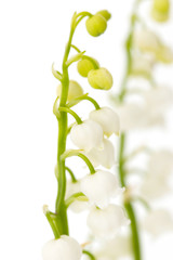 a sprig of lily of the valley on a white background