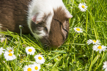 Guinea pig eating grass outside in the garden. Guinea pig (Cavia porcellus) is a popular household...