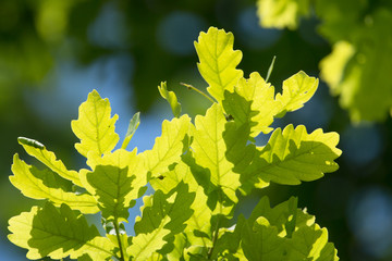 oak leaves on a branch