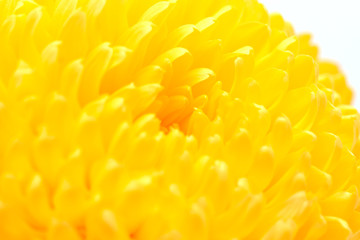 yellow chrysanthemum on a white background