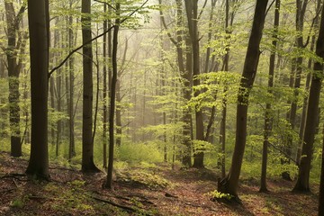 Spring beech forest at dawn