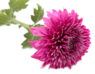 Chrysanthemum lilac on a white background