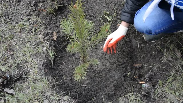 Planting of new pines in the ground.