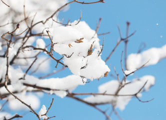 Snow on a branch