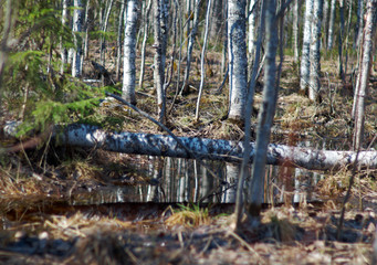 Russian forest in early spring.