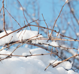 snow on branches