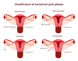 female reproductive system