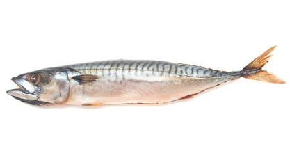 Smoked mackerel on a white background