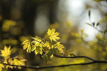 Fototapeta na wymiar Spring maple leaf in the forest