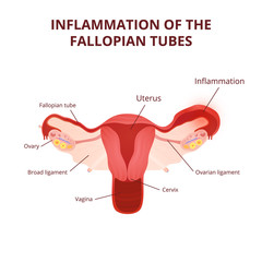 female reproductive system