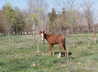 brown horse in a meadow