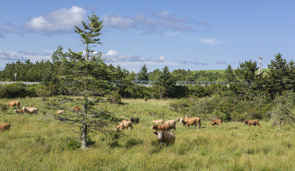 Obraz premium Limousin beef cattle