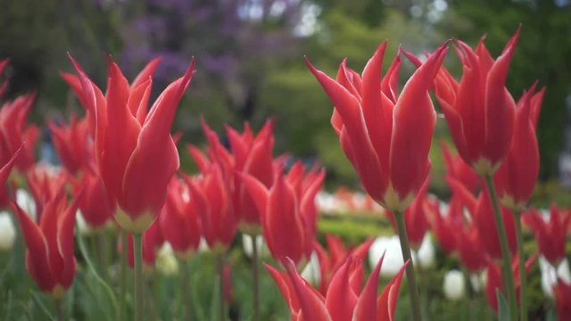 Tulips in Madrid Botanic Garden - Real Jardin Botanico