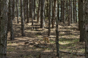 Forest in Balkan mountain, Bulgaria