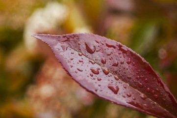 Macro Dews on Red Leaf