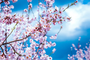 Spring Cherry blossoms, pink flowers.