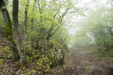 The road in the fog in the mountains in spring
