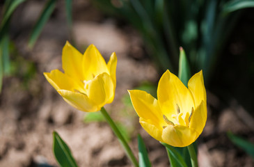 Yellow tulips on the flowerbed