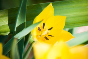 Yellow tulips on the flowerbed