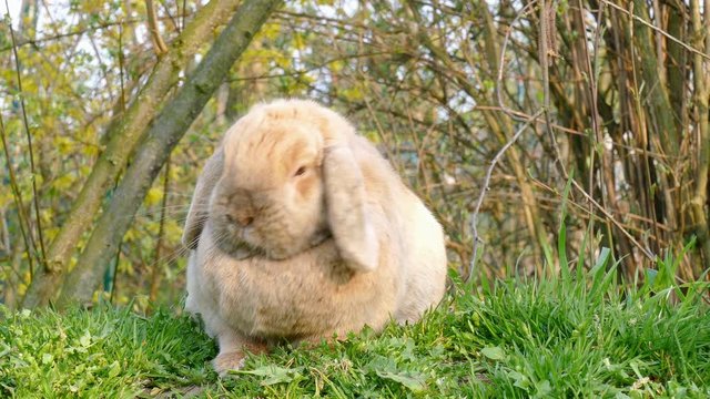 litte cute rabbit with brown fur