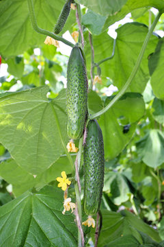 Cultivation of cucumbers in greenhouse