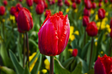 Czerwony tulipan - obrazy, fototapety, plakaty