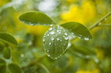 Wallpaper dews on green leaf