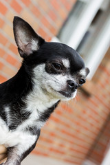 portrait of beautiful chihuahua