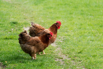 Two hens on the green grass chattering