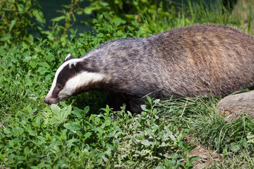 Close-up shot of an European Badger (meles meles)