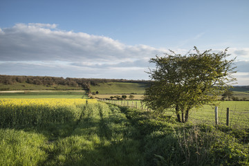 Fototapeta premium Beautiful English countryside landscape over fields at sunset