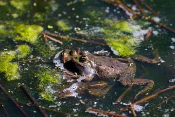 Close-up shot of a Marsh Frog (pelophylax ridibundus)