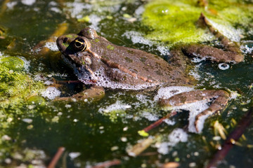 Close-up shot of a Marsh Frog (pelophylax ridibundus)