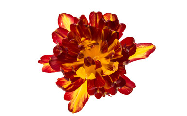 yellow-red tulip