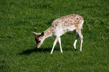 Close-up of a baby Fallow Deer (dama dama)