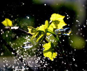 waterdrops on a grape leaves