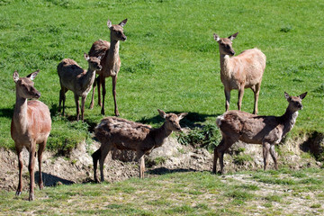 Herd of Red Deer (cervus elaphus)