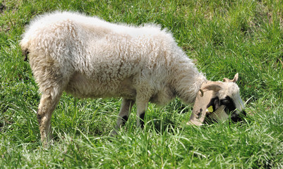 Obraz na płótnie Canvas mouton dans prairie 