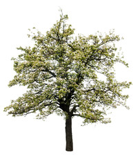 Naklejka premium flowering pear tree