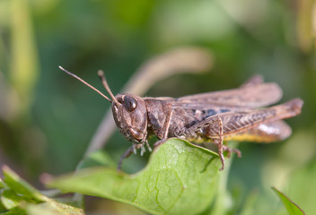 grasshopper on leaf