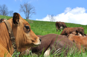 Naklejka na ściany i meble portrait vache tarine couché dans l'herbe