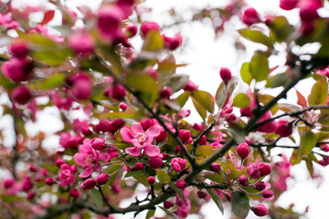 Fototapeta na wymiar Blossoming apple branch