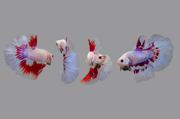 Obraz premium fighting, fish